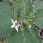 Solanum physalifolium Flor