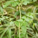 Campsidium valdivianum Otro