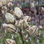 Hibiscus syriacus Fruit