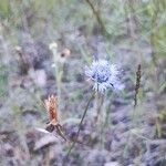 Globularia vulgarisFlower