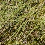 Carex canescens 整株植物