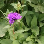 Campanula glomerata Leaf