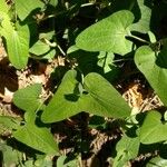 Aristolochia paucinervis Blad