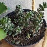 Sedum furfuraceum Облик