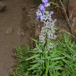 Trichostema parishii Celota