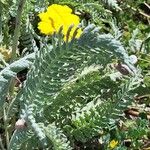 Achillea clypeolata Folha