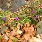 Cardamine pentaphyllos Květ