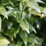 Sarcococca pruniformis Fuelha