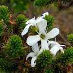Aragoa abietina Λουλούδι