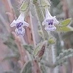 Salvia aegyptiaca Λουλούδι