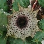 Huernia kirkii Blüte