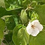 Cydonia oblonga Flower