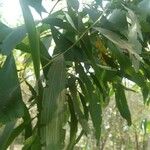 Acacia auriculiformis Blad