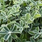 Lupinus texensis List