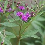 Vernonia noveboracensis Flower