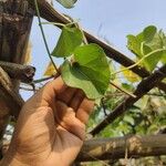 Tinospora cordifolia Folha