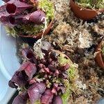 Sarracenia purpurea 葉