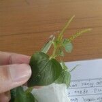 Peperomia pellucida葉