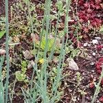 Linaria simplex Habitatea