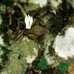 Cyclamen balearicum Habit