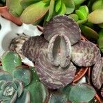 Kalanchoe marmorata List