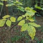 Fraxinus pennsylvanica Corteza