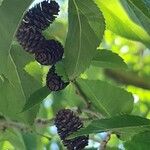 Alnus japonicaफल