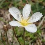 Minuartia capillacea Blüte