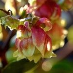 Kalanchoe miniata फूल