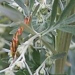 Artemisia absinthium Frucht