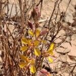 Hoffmannseggia glauca Fleur