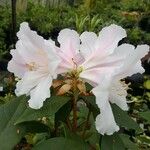 Rhododendron horlickianum