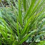 Hakonechloa macra Leaf