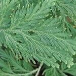 Selaginella vogelii Φύλλο