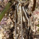 Ranunculus repens Drugo