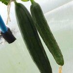 Cucumis sativus Плід