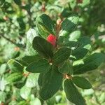 Shepherdia canadensis Leaf