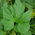 Cucurbita pepo Leaf