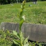 Verbascum thapsus List