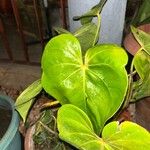 Anthurium faustomirandae Листок