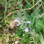 Salvia lyrata Flors