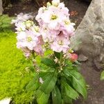 Matthiola incana Flower