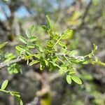 Geoffroea decorticans Leaf