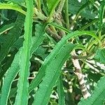 Salix viminalis Hoja