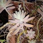 Dudleya greeneiFlower