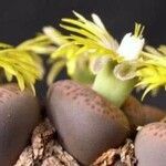 Lithops localis Feuille