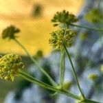 Bupleurum petraeum Fleur