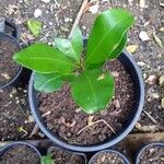 Mammea americana Leaf
