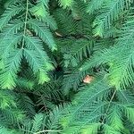 Metasequoia glyptostroboides List