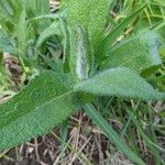 Eupatorium perfoliatum পাতা